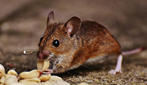 24 Hour & Emergency Exterminators in East Pittsburgh, PA